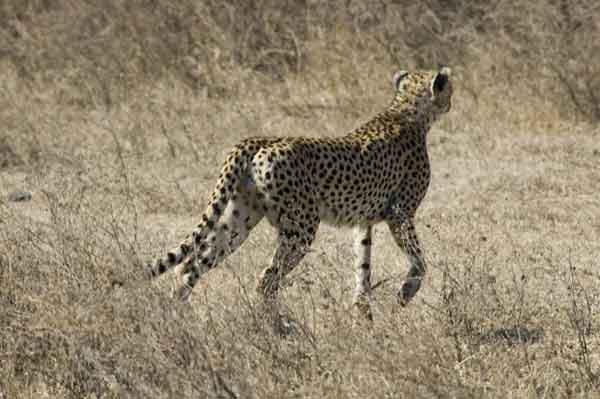 Guepardo - cráter del Ngorongoro - Tanzania 5.jpg